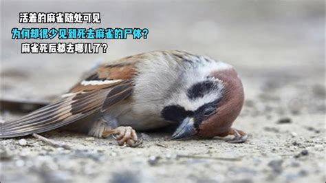 麻雀死掉怎麼辦